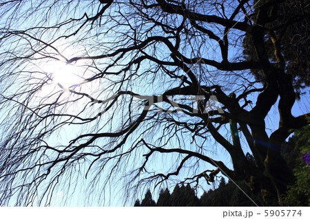 晩秋のしだれ桜 樹齢200年 2012.11.6撮影 高知県仁淀川町 中越家 晩秋のしだれ桜 樹齢200年 2012.11.6撮影 高知県仁淀川町 中越家 5905774