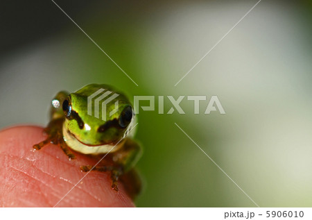 カエル 5906010