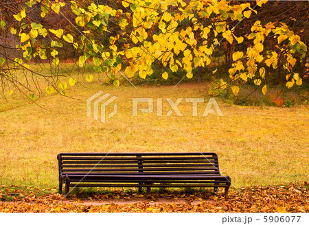 Autumn park 5906077