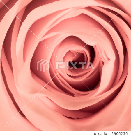 pink rose close up 5906236