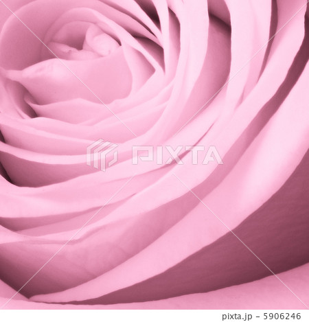 pink rose close up 5906246