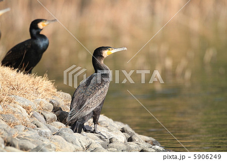 カワウ 5906249