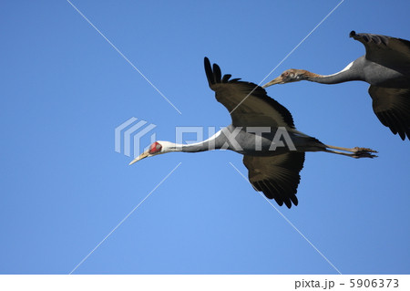 マナヅル 5906373