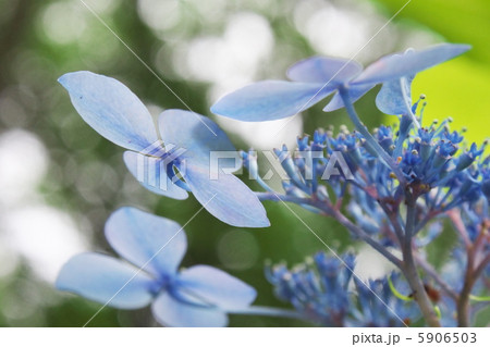 紫陽花 紫陽花 5906503