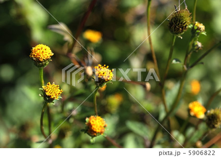 コセンダングサ コセンダングサ 5906822