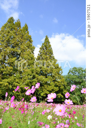 観世音寺のコスモス 5907521