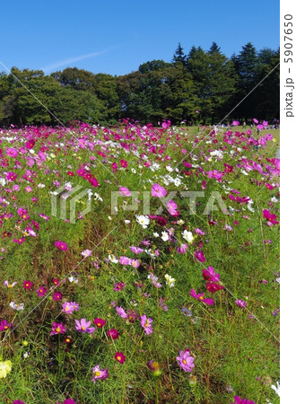 秋の公園 秋の公園 5907650
