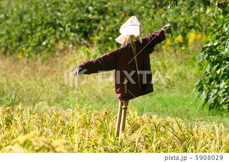 稲穂の中の案山子のダンス? 稲穂の中の案山子のダンス? 5908029