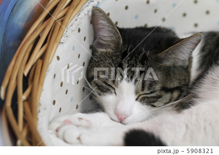 猫の寝顔1 猫の寝顔1 5908321