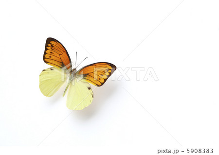 ツマベニチョウ ツマベニチョウ 5908383
