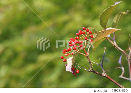 ハクサンボクの実 5908490