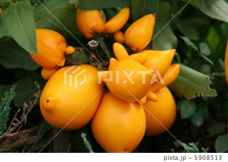 フォックス・フェイス 5908513