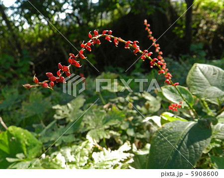 ミズヒキ（水引） 5908600