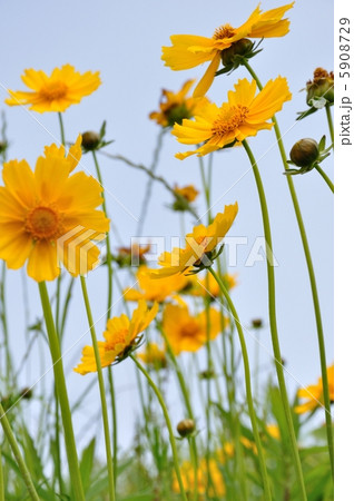 オオキンケイギク 5908729