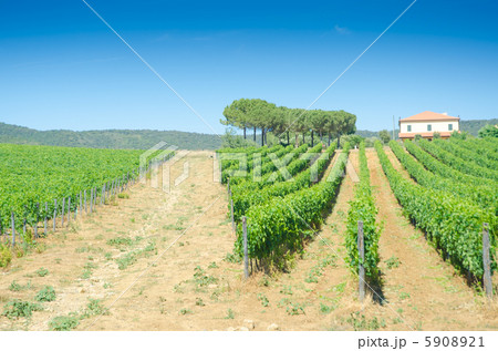 Vineyard on a bright summer day Vineyard on a bright summer day 5908921