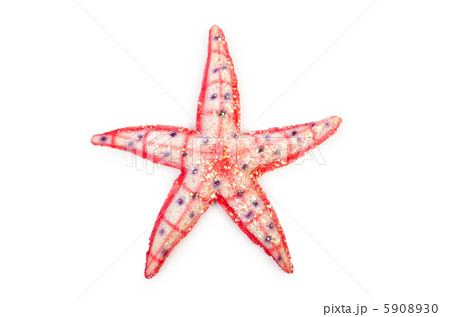 Sea stars isolated on the white Sea stars isolated on the white 5908930