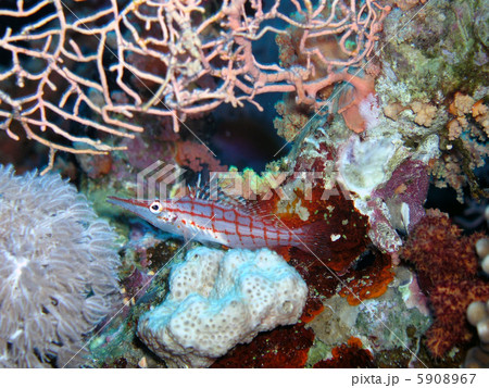 クダゴンベ 5908967