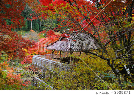 大井平公園 5909871