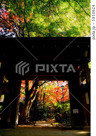 瑞宝寺の紅葉 5910624