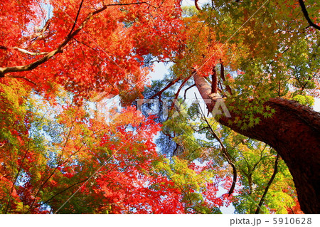 瑞宝寺の紅葉 5910628