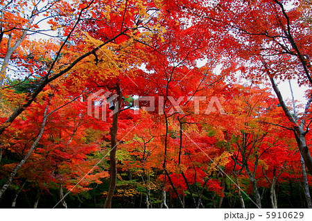 瑞宝寺の紅葉 5910629