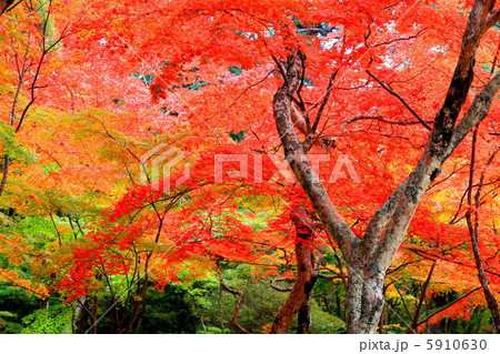 瑞宝寺の紅葉 瑞宝寺の紅葉 5910630
