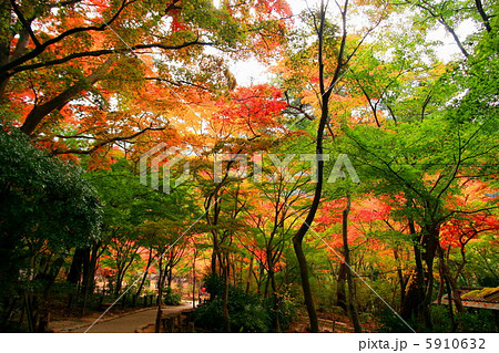 瑞宝寺の紅葉 瑞宝寺の紅葉 5910632