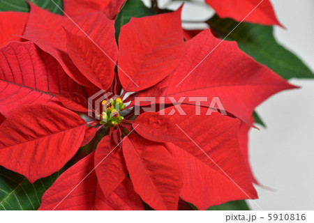 poinsettia 5910816