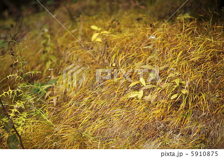 ウラハグサ 5910875