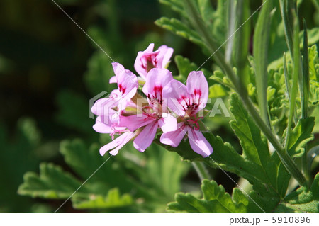 ローズゼラニウム 5910896