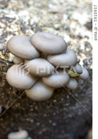 原木ひらたけ 平茸 ヒラタケ 原木ひらたけ 平茸 ヒラタケ 5910937