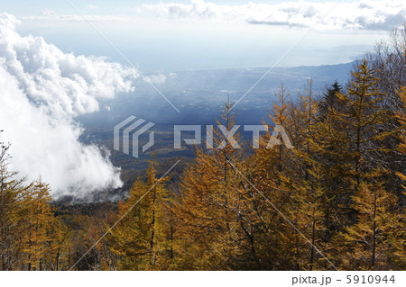 落葉松 落葉松 5910944