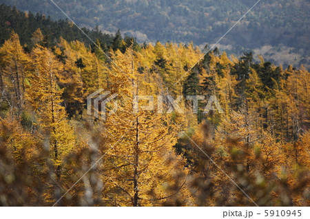 落葉松 5910945