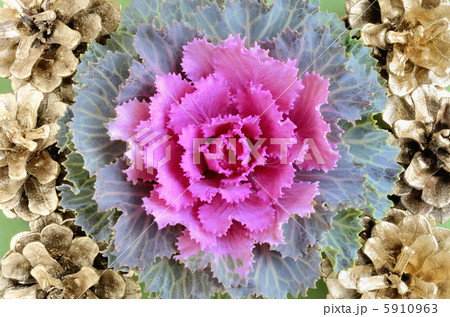 葉牡丹と松ぼっくり 5910963