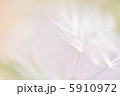 綿毛 綿毛 5910972