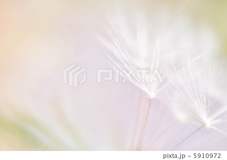 綿毛 綿毛 5910972