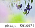 水彩花 水彩花 5910974