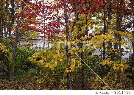 松本民芸館の庭 ダンコウバイ 松本民芸館の庭 ダンコウバイ 5911410