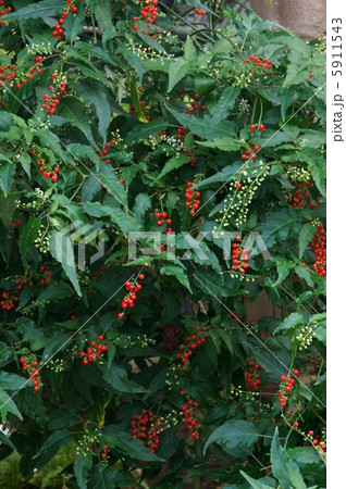 ジュズサンゴ 5911543