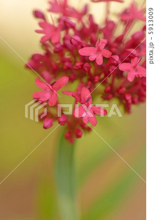 セントランサス・コッキネウス 5913009