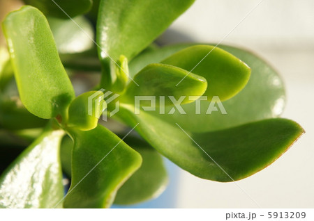 カネノナルキ 5913209