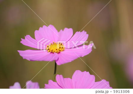 コスモス コスモス 5913306