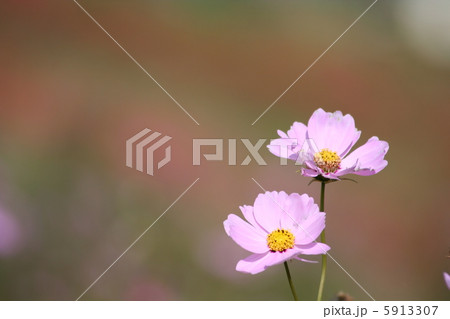 コスモス コスモス 5913307