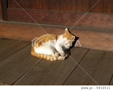 動物０００１～眠り猫 5913511