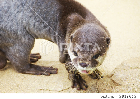 カワウソ カワウソ 5913655