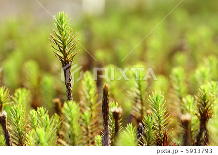 スギゴケ 5913793