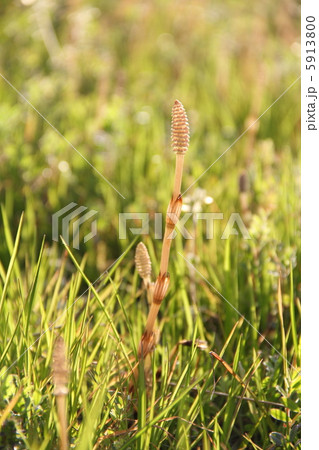 つくし つくし 5913800