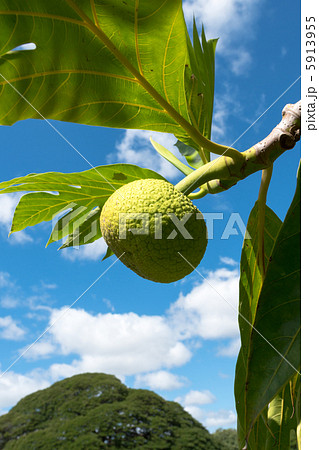 パンの木 パンの木 5913955