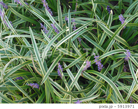 フイリヤブラン 5913971