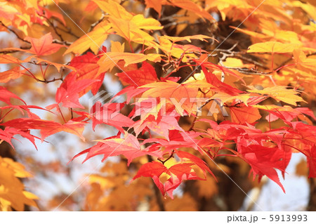 もみじ 5913993